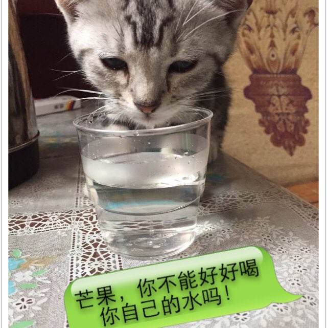 韩国国际驾照 年检